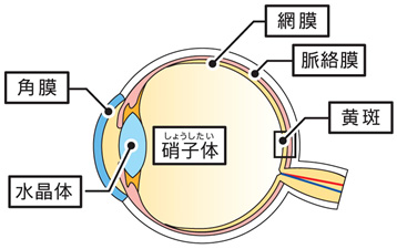 硝子体