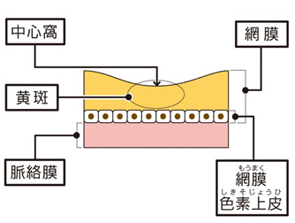 硝子体